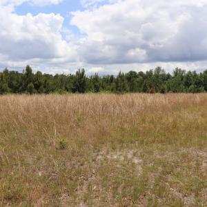 Photo #8 of SOLD property in Off Rosindale Road, Council, NC 32.7 acres