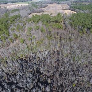 Photo #16 of SOLD property in Mill Branch Rd, Fairmont, NC 107.5 acres