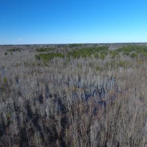 Photo #10 of SOLD property in Mill Branch Rd, Fairmont, NC 107.5 acres
