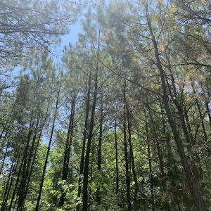 Photo #14 of SOLD property in Off Burchette Road, Manson, NC 19.2 acres