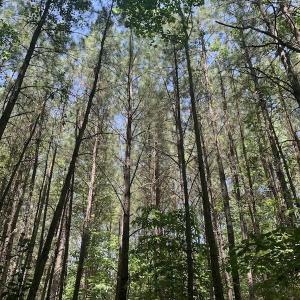 Photo #15 of SOLD property in Off Burchette Road, Manson, NC 19.2 acres