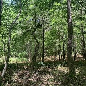 Photo #16 of SOLD property in Off Burchette Road, Manson, NC 19.2 acres
