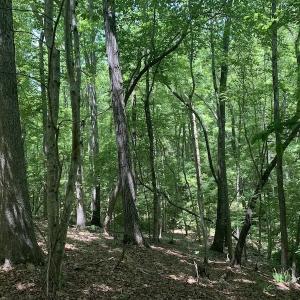 Photo #17 of SOLD property in Off Burchette Road, Manson, NC 19.2 acres