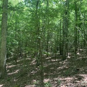 Photo #18 of SOLD property in Off Burchette Road, Manson, NC 19.2 acres