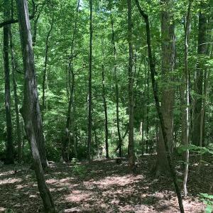 Photo #19 of SOLD property in Off Burchette Road, Manson, NC 19.2 acres