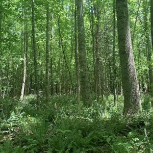 Photo #20 of SOLD property in Off Burchette Road, Manson, NC 19.2 acres