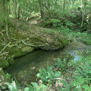 Photo #23 of SOLD property in Off Burchette Road, Manson, NC 19.2 acres
