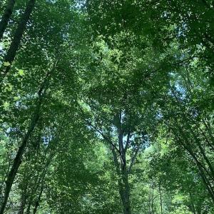 Photo #25 of SOLD property in Off Burchette Road, Manson, NC 19.2 acres