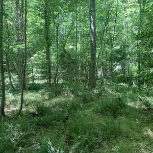 Photo #26 of SOLD property in Off Burchette Road, Manson, NC 19.2 acres
