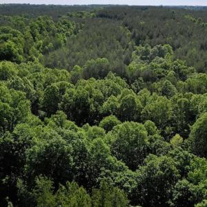 Photo #4 of SOLD property in Off Lewis Ford Road, Brookneal, VA 128.4 acres