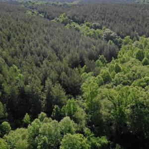 Photo #6 of SOLD property in Off Lewis Ford Road, Brookneal, VA 128.4 acres