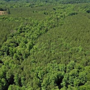 Photo #14 of SOLD property in Off Lewis Ford Road, Brookneal, VA 128.4 acres