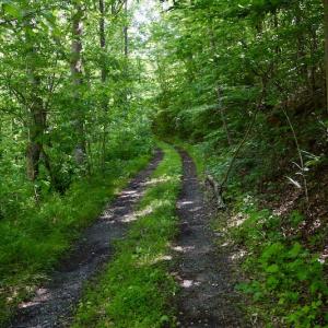 Photo #20 of SOLD property in Off Lewis Ford Road, Brookneal, VA 128.4 acres
