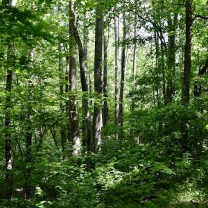 Photo #22 of SOLD property in Off Lewis Ford Road, Brookneal, VA 128.4 acres
