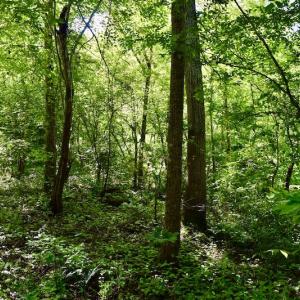 Photo #27 of SOLD property in Off Lewis Ford Road, Brookneal, VA 128.4 acres