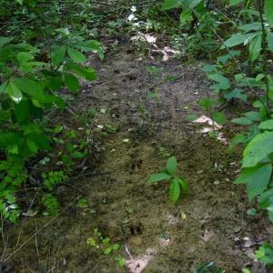 Photo #28 of SOLD property in Off Lewis Ford Road, Brookneal, VA 128.4 acres