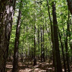 Photo #30 of SOLD property in Off Lewis Ford Road, Brookneal, VA 128.4 acres
