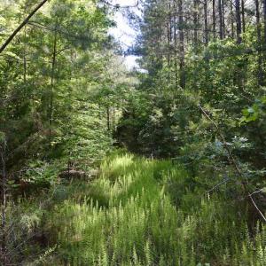Photo #32 of SOLD property in Off Lewis Ford Road, Brookneal, VA 128.4 acres
