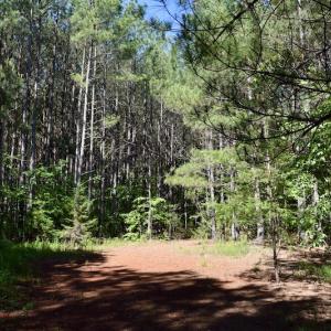 Photo #33 of SOLD property in Off Lewis Ford Road, Brookneal, VA 128.4 acres