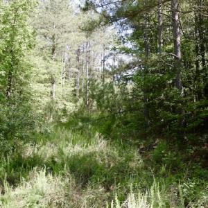 Photo #37 of SOLD property in Off Lewis Ford Road, Brookneal, VA 128.4 acres