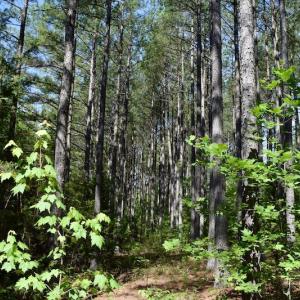 Photo #38 of SOLD property in Off Lewis Ford Road, Brookneal, VA 128.4 acres