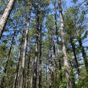 Photo #40 of SOLD property in Off Lewis Ford Road, Brookneal, VA 128.4 acres