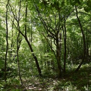 Photo #48 of SOLD property in Off Lewis Ford Road, Brookneal, VA 128.4 acres