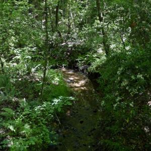 Photo #49 of SOLD property in Off Lewis Ford Road, Brookneal, VA 128.4 acres
