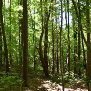Photo #50 of SOLD property in Off Lewis Ford Road, Brookneal, VA 128.4 acres