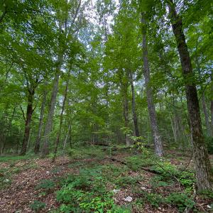 Photo #7 of SOLD property in 396 Raymond Lowery Drive, Roxboro, NC 225.0 acres