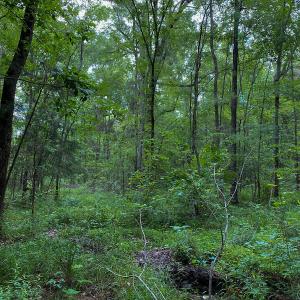 Photo #50 of SOLD property in 396 Raymond Lowery Drive, Roxboro, NC 225.0 acres