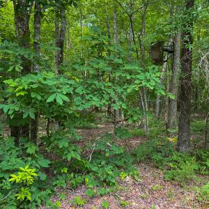 Photo #54 of SOLD property in 396 Raymond Lowery Drive, Roxboro, NC 225.0 acres