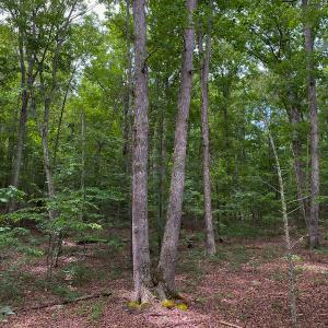 Photo #56 of SOLD property in 396 Raymond Lowery Drive, Roxboro, NC 225.0 acres