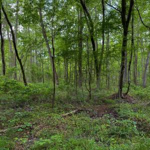 Photo #57 of SOLD property in 396 Raymond Lowery Drive, Roxboro, NC 225.0 acres