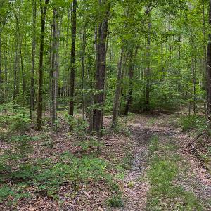 Photo #59 of SOLD property in 396 Raymond Lowery Drive, Roxboro, NC 225.0 acres