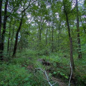 Photo #9 of SOLD property in 396 Raymond Lowery Drive, Roxboro, NC 225.0 acres