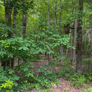 Photo #15 of SOLD property in 396 Raymond Lowery Drive, Roxboro, NC 225.0 acres