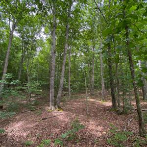 Photo #19 of SOLD property in 396 Raymond Lowery Drive, Roxboro, NC 225.0 acres