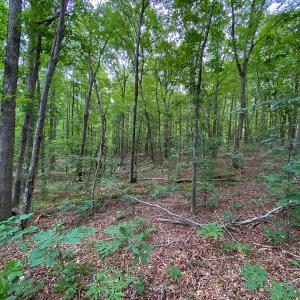 Photo #20 of SOLD property in 396 Raymond Lowery Drive, Roxboro, NC 225.0 acres
