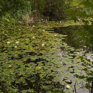 Photo #5 of SOLD property in 396 Raymond Lowery Drive, Roxboro, NC 225.0 acres