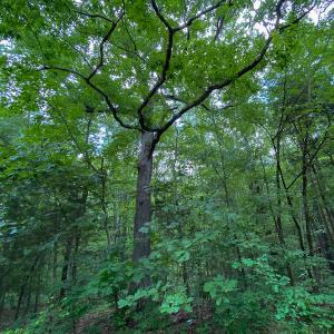 Photo #28 of SOLD property in 396 Raymond Lowery Drive, Roxboro, NC 225.0 acres