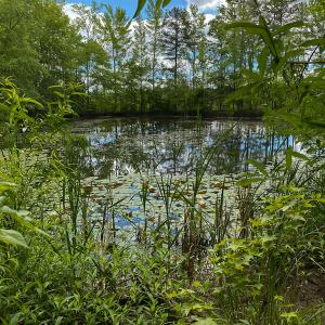Photo #6 of SOLD property in 396 Raymond Lowery Drive, Roxboro, NC 225.0 acres