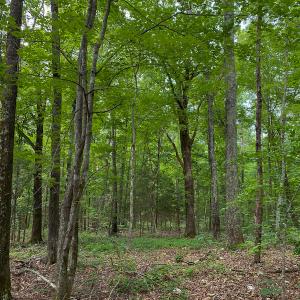 Photo #48 of SOLD property in 396 Raymond Lowery Drive, Roxboro, NC 225.0 acres