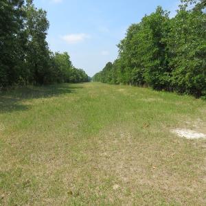 Photo #62 of SOLD property in 1390 Oakland School Road, Cassatt, SC 550.0 acres