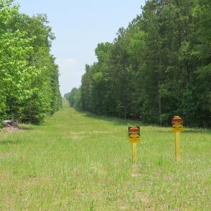 Photo #65 of SOLD property in 1390 Oakland School Road, Cassatt, SC 550.0 acres