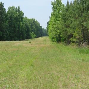 Photo #66 of SOLD property in 1390 Oakland School Road, Cassatt, SC 550.0 acres