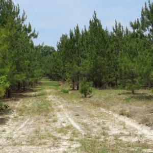 Photo #67 of SOLD property in 1390 Oakland School Road, Cassatt, SC 550.0 acres