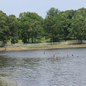 Photo #69 of SOLD property in 1390 Oakland School Road, Cassatt, SC 550.0 acres