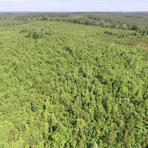 Photo #6 of SOLD property in Doswell Town Road, Meherrin, VA 55.7 acres