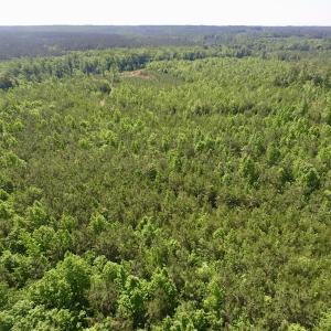 Photo #10 of SOLD property in Doswell Town Road, Meherrin, VA 55.7 acres